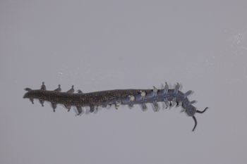 Media type: image;   Invertebrate Zoology 168055 Description: Digital photograph of specimen in life.;